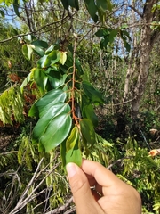 Colubrina arborescens