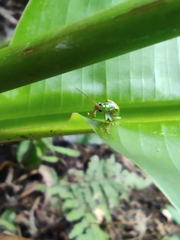 Diabrotica porracea