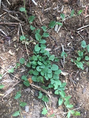 Convolvulus arvensis