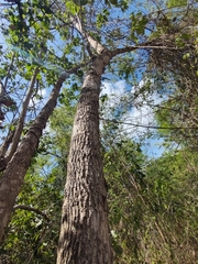 Colubrina arborescens