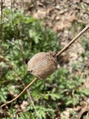 Tenodera sinensis
