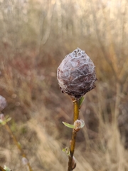Rabdophaga strobiloides