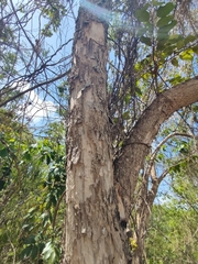 Colubrina arborescens