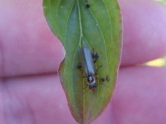 Metacantharis clypeata