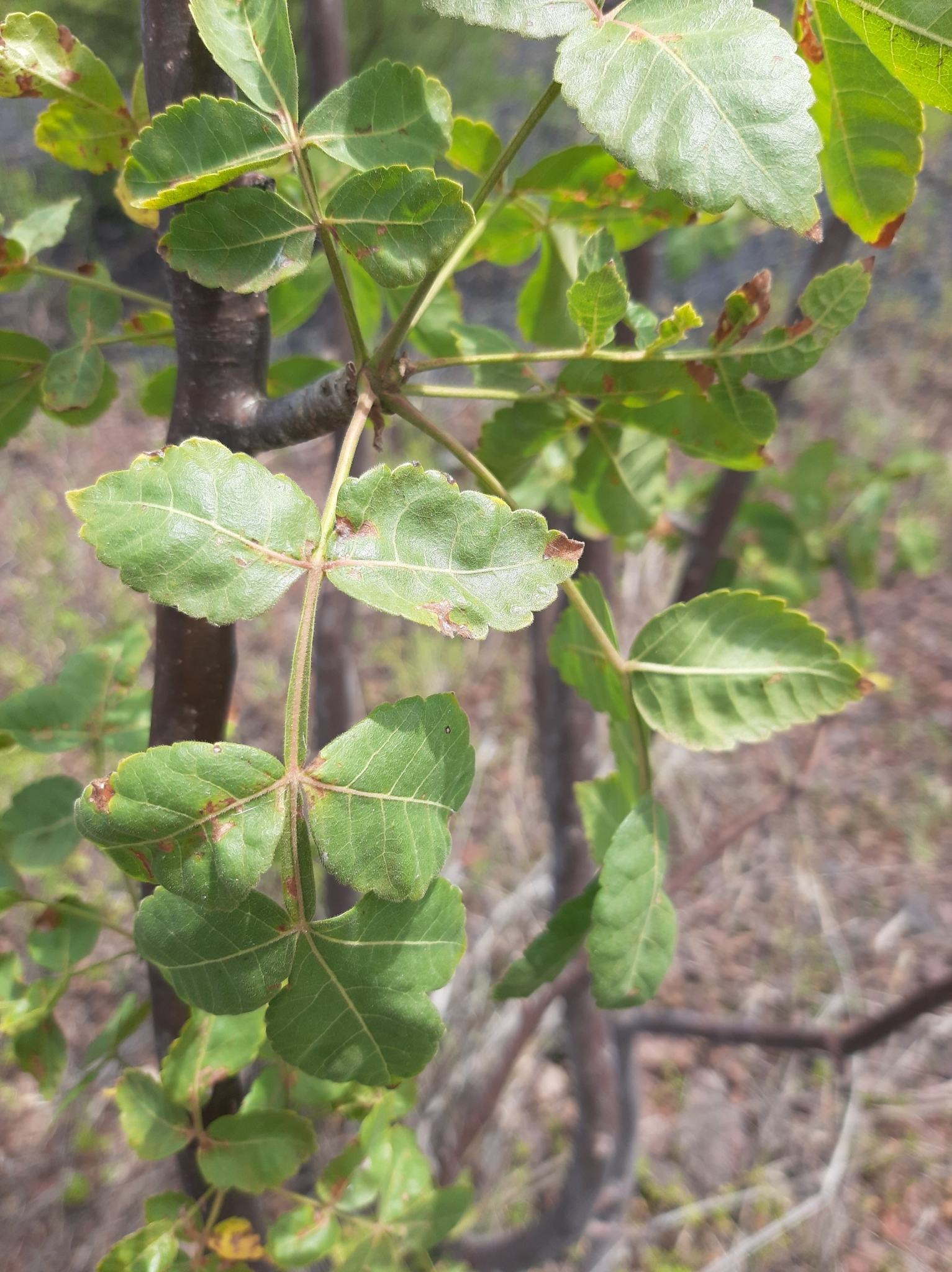 Bursera image