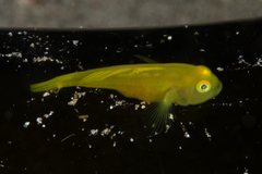 Lubricogobius exiguus