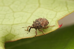 Trichosirocalus troglodytes