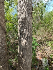 Colubrina arborescens