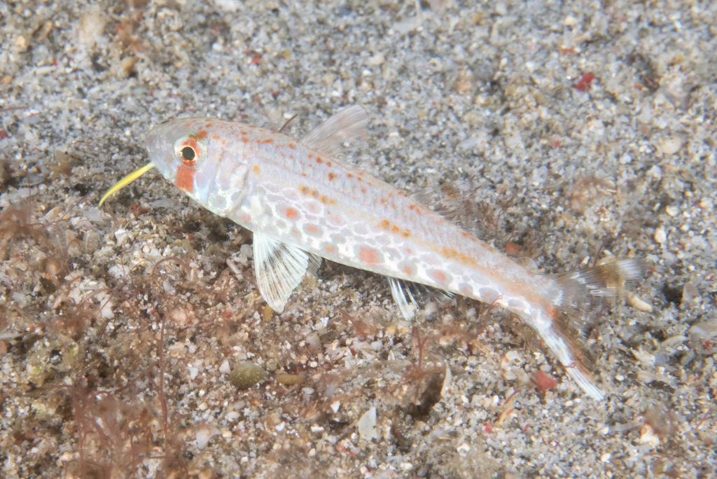 Dark-Barred Goatfish