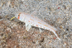Upeneus luzonius
