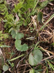 Ranunculus cassubicus