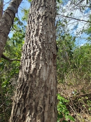 Colubrina arborescens