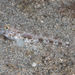 Isthmus Goby - Photo (c) Mark Rosenstein, some rights reserved (CC BY-NC-SA), uploaded by Mark Rosenstein