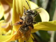 Andrena erythronii