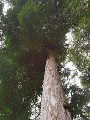 Mouriri tuberculata