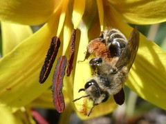 Andrena erythronii