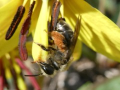 Andrena erythronii