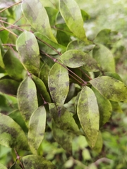 Mouriri tuberculata