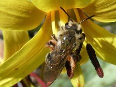Andrena erythronii