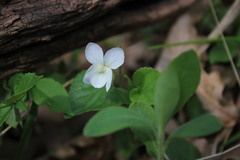 Viola sieheana