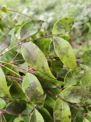 Mouriri tuberculata