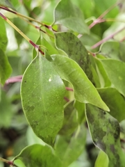 Mouriri tuberculata