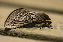Oxycanus antipoda