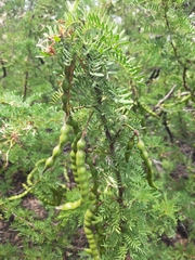 Prosopis pallida