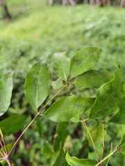 Mouriri tuberculata
