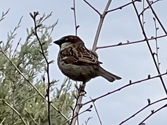 Passer domesticus