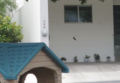 Trochilidae