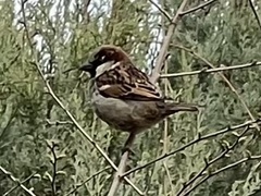 Passer domesticus