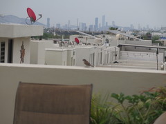 Passer domesticus