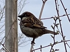 Passer domesticus