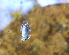 Amblysellus curtisii