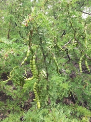 Prosopis pallida
