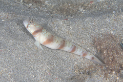 Amblyeleotris arcupinna