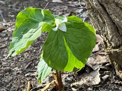Trillium tschonoskii