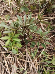 Ranunculus cassubicus