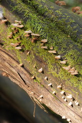 Lentinellus castoreus