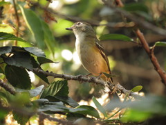 Vireo solitarius