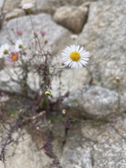 Erigeron karvinskianus
