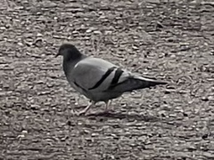 Columba livia