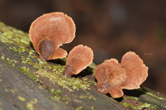 Lentinellus castoreus