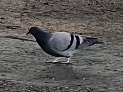 Columba livia