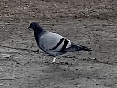 Columba livia