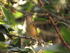 Vireo solitarius