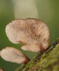 Lentinellus castoreus