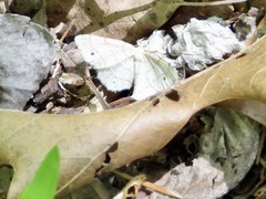 Trigrammia quadrinotaria