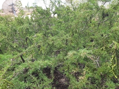 Prosopis pallida